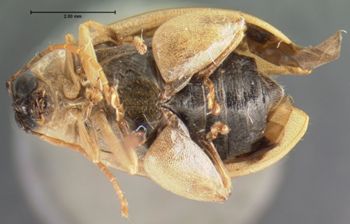 Media type: image; Entomology 19118   Aspect: habitus ventral view
